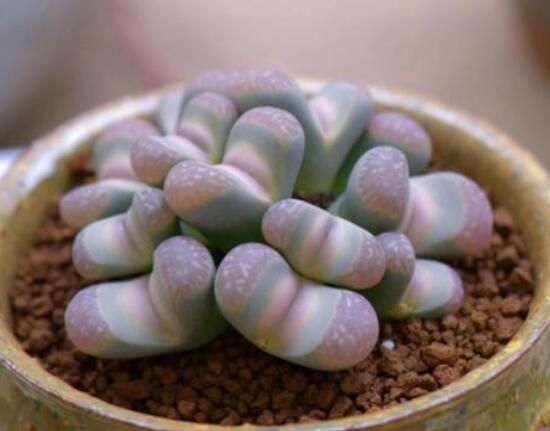 生石花用什么盆好，陶盆、泥瓦盆、紫砂盆任選其一(深盆)