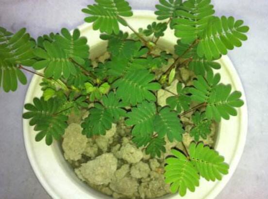 含羞草為什么一碰就合攏，因受到外界刺激細(xì)胞緊張收縮