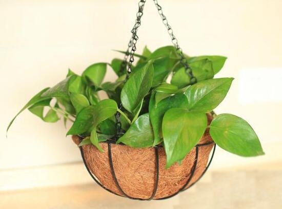 綠蘿怎么修剪，綠蘿太長了修剪圖解