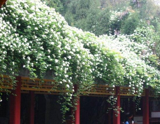 薔薇花幾年能爬滿墻，薔薇花爬墻辦法