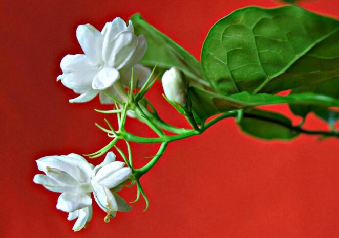 茉莉的養(yǎng)殖方法和注意事項，過多的澆水會導(dǎo)致茉莉死亡