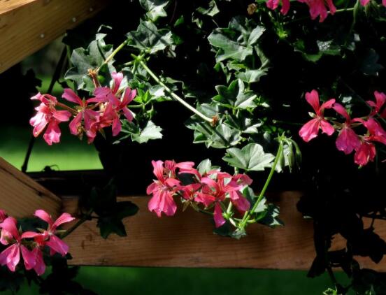 天竺葵哪個(gè)品種最勤花，香葉天竺葵排行榜第一