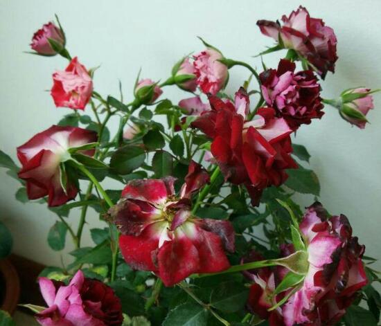 月季花焉了怎么辦，三個妙招讓它重新恢復(fù)生機(jī)