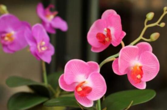 蝴蝶蘭開(kāi)花養(yǎng)護(hù)要點(diǎn)，教你做好五個(gè)必要的養(yǎng)護(hù)條件(缺一不可)