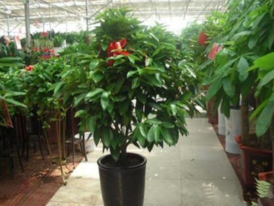 平安樹開花嗎，平安樹養(yǎng)多久可以開花