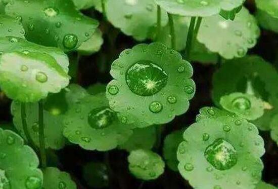 銅錢草的風(fēng)水作用是什么，銅錢草的功效與作用