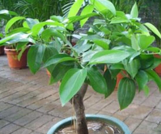 平安樹可以澆啤酒嗎，平安樹多久澆一次水好