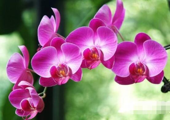 蝴蝶蘭有哪些品種，欣賞最好看的五大品種
