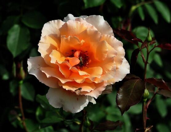 月季花幾月栽培最適宜，4-5月或9-10月是最佳時間