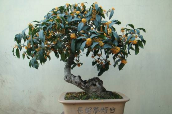 桂花的養(yǎng)殖方法和注意事項(xiàng)，桂花養(yǎng)殖5大要點(diǎn)