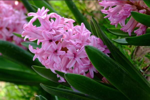 風(fēng)信子適合放在哪里，陽臺(tái)、客廳是最好的選擇