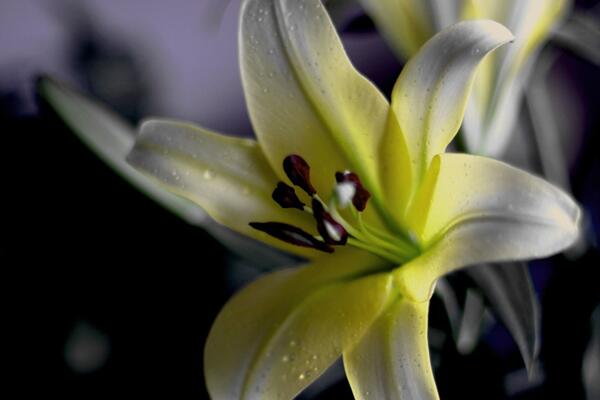 香水百合養(yǎng)殖方法和注意事項(xiàng)，掌握要點(diǎn)才能保證植株的生長