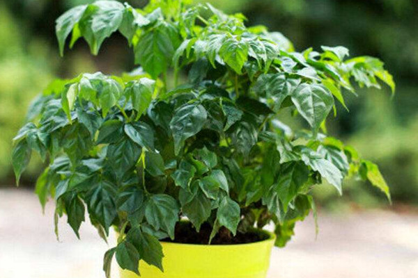 幸福樹幾天澆一次水好，春秋每隔5~7天澆灌一次