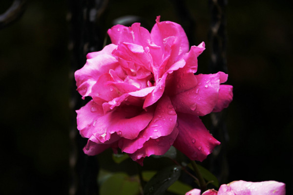 表達(dá)愛(ài)意的花有哪些，玫瑰/康乃馨/百合花/蝴蝶蘭等