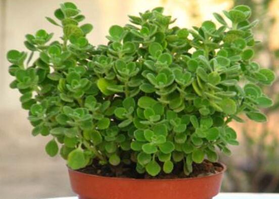 碰碰香怎么扦插，春夏秋季均可/以最基部枝條為主