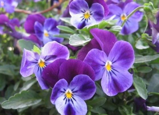 蝴蝶蘭有哪些品種，欣賞最好看的五大品種