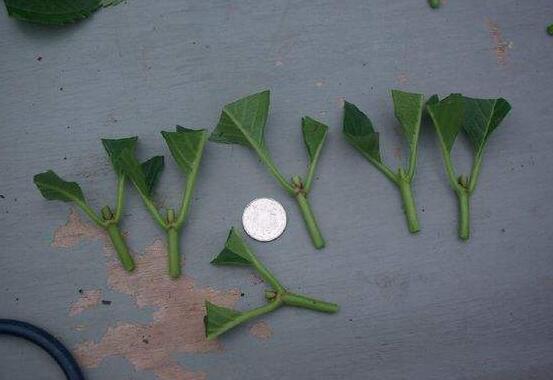 繡球花夏天可以扦插嗎，抑制生根、存活慢(不適宜)