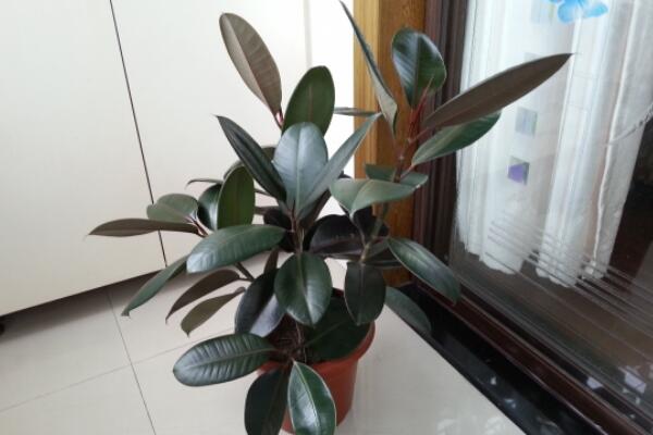 橡皮樹的養(yǎng)殖方法，保證植株生長的5大要點(diǎn)