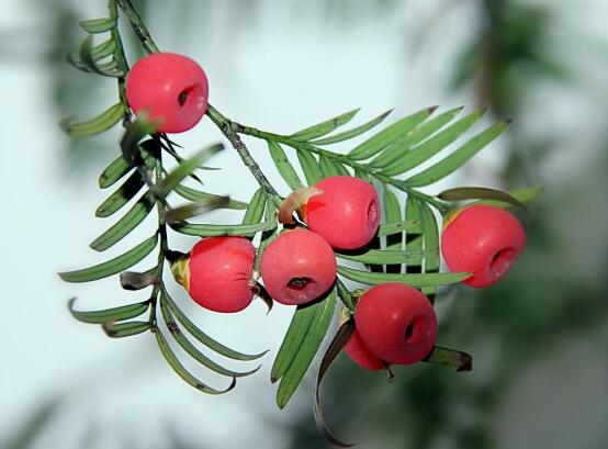 紅豆杉怎么養(yǎng)殖，紅豆杉養(yǎng)殖方法