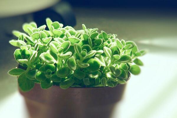 碰碰香放臥室有害嗎，對少部分過敏人群帶來不適