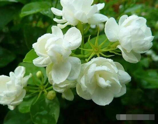 梔子花和茉莉的區(qū)別，教你三種簡(jiǎn)單區(qū)別方法(花期/花葉/果實(shí))