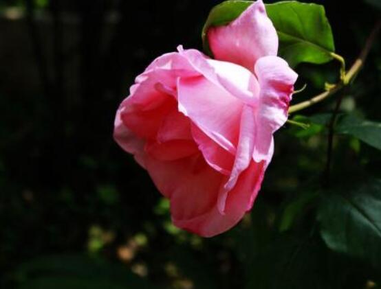 月季花扦插的最佳時間，每年4-5月、9-10月扦插最好