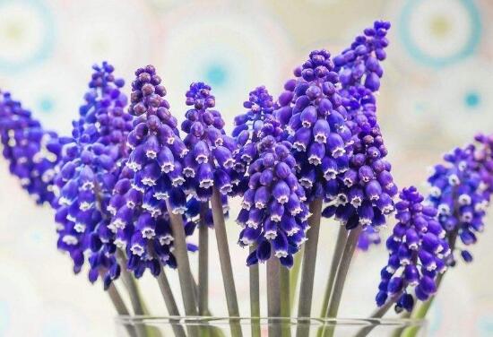 水仙花和風(fēng)信子的區(qū)別，教你三種區(qū)別方法(外形/地域/價(jià)值)