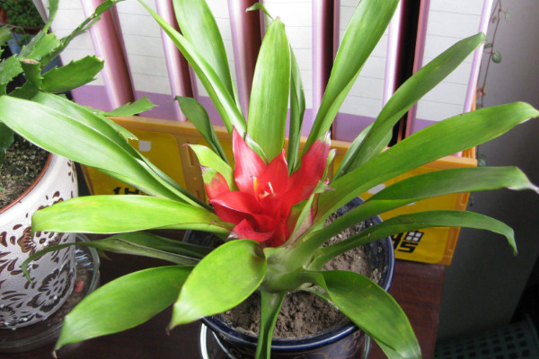 鳳梨花的養(yǎng)殖方法，生長旺期15~20天追肥一次