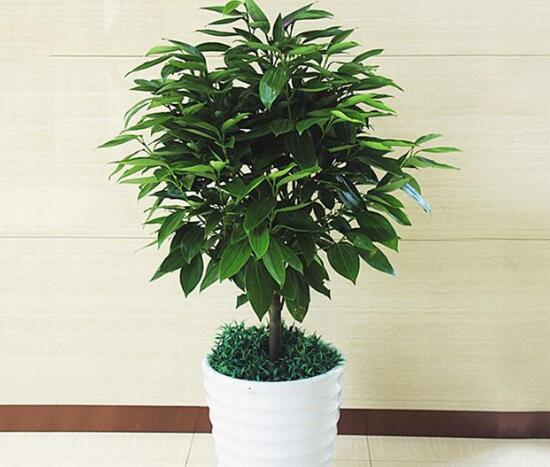 平安樹和發(fā)財(cái)樹一樣嗎，平安樹和發(fā)財(cái)樹哪個(gè)好