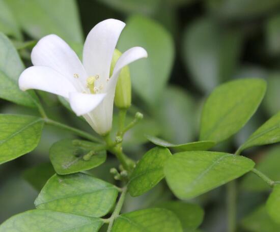 九里香葉子為什么發(fā)黃，九里香葉子發(fā)黃怎么辦