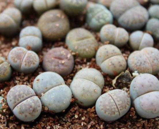 生石花移植方法，做好六點基本步驟成功率百分百