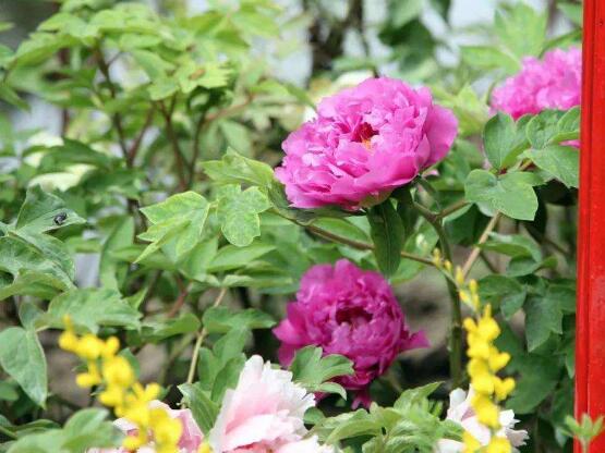 牡丹花什么時(shí)候開(kāi)，牡丹花在每年5月開(kāi)花(一年開(kāi)一次)