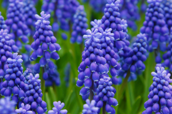 風(fēng)信子什么時(shí)候種植，9~10月份是最佳種植時(shí)間