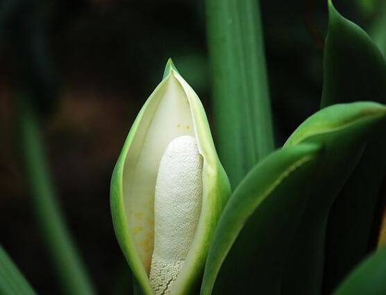 龜背竹的功效與作用，龜背竹五大功效與作用