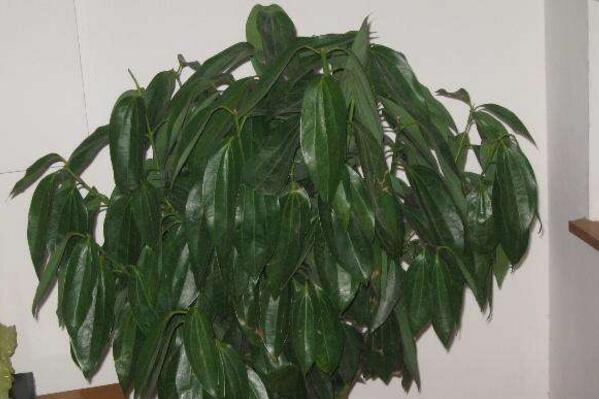 平安樹可以放在客廳嗎，放在客廳是非常不錯(cuò)的選擇