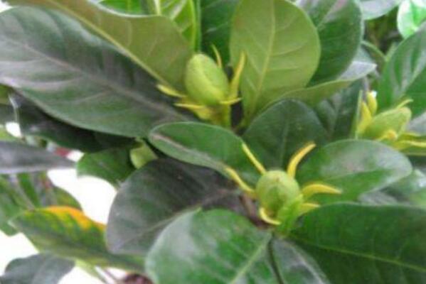 梔子花為什么只長葉子不開花，5種原因以及解決辦法