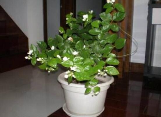 室內(nèi)養(yǎng)茉莉好嗎，殺滅病菌、美化環(huán)境、清神醒目