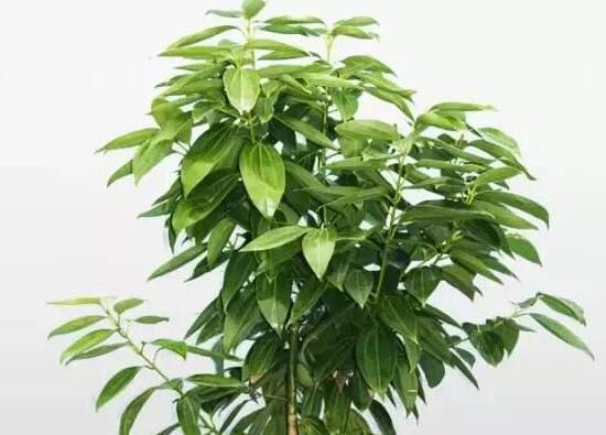 平安樹(shù)栽上多久能施肥，平安樹(shù)怎么施肥