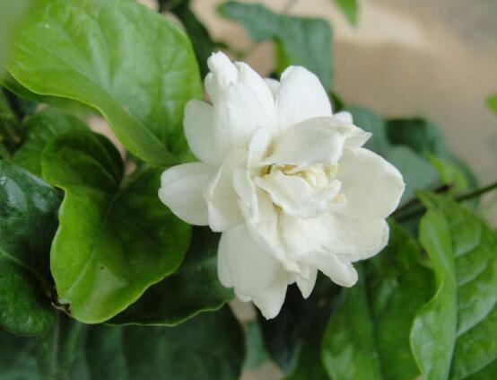 虎頭茉莉怎么施肥，4個(gè)小技巧解決施肥疑難問(wèn)題