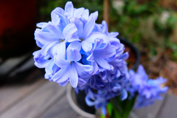 風(fēng)信子花謝了怎么處理，在沙土中保存種球