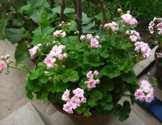 天竺葵的養(yǎng)殖方法，老農(nóng)教你八大基本養(yǎng)殖要點