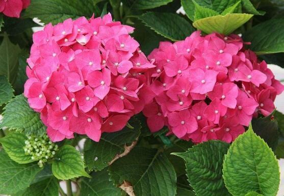 臭繡球花的養(yǎng)殖方法和注意事項，臭繡球花八大養(yǎng)殖基本方法