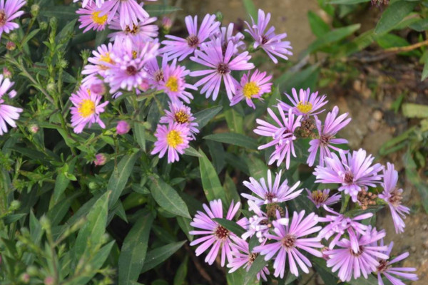 荷蘭菊的養(yǎng)殖方法，做好以下4點(diǎn)是關(guān)鍵