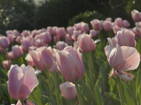 康乃馨可以吃嗎，可以吃/可制作成一道美味佳肴