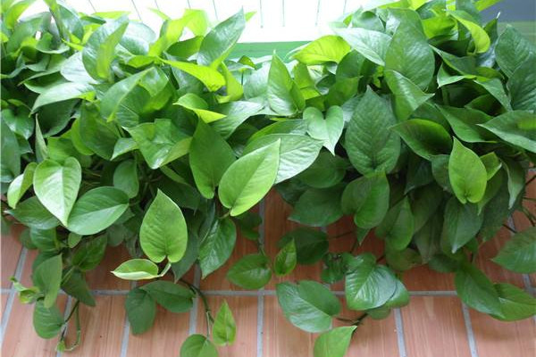 綠蘿怎么移植，選擇微酸性土澆透水
