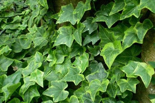 常春藤葉子發(fā)黃怎么辦，找到原因及時處理