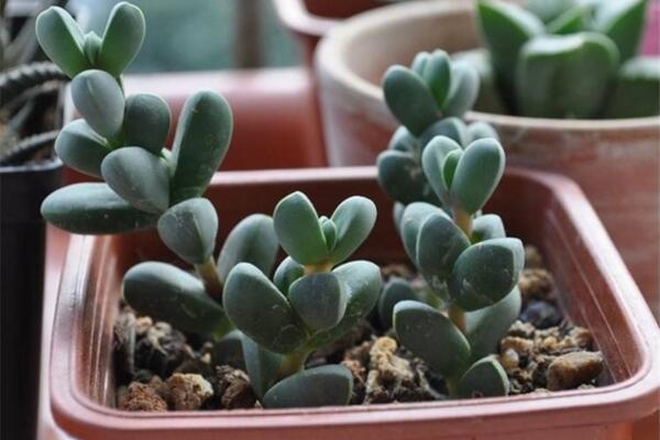 碧玉蓮怎么繁殖，桿插繁殖操作方便且成活率較高