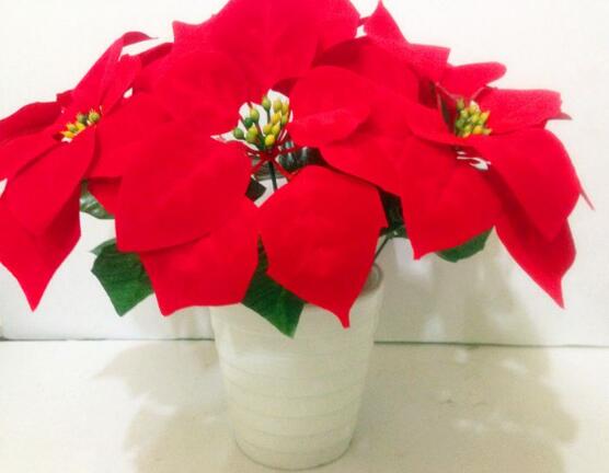 一品紅葉面發(fā)黑怎么辦，一品紅葉面發(fā)黑解決辦法