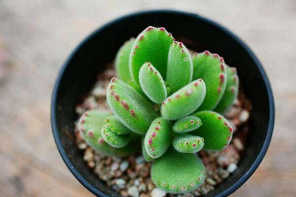 熊童子夏天葉子掉光了，葉子掉光原因以及處理方法