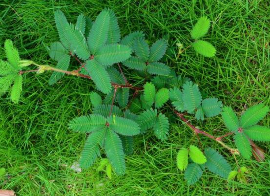 含羞草為什么一碰就合攏，因受到外界刺激細(xì)胞緊張收縮